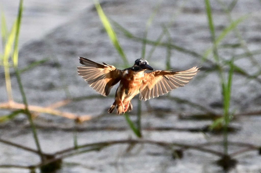 朝陽を浴びて飛ぶカワちゃん