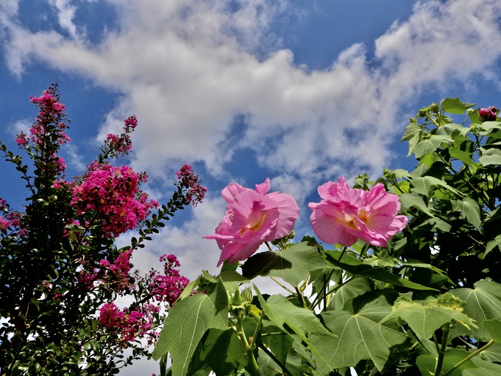 百日紅と酔芙蓉