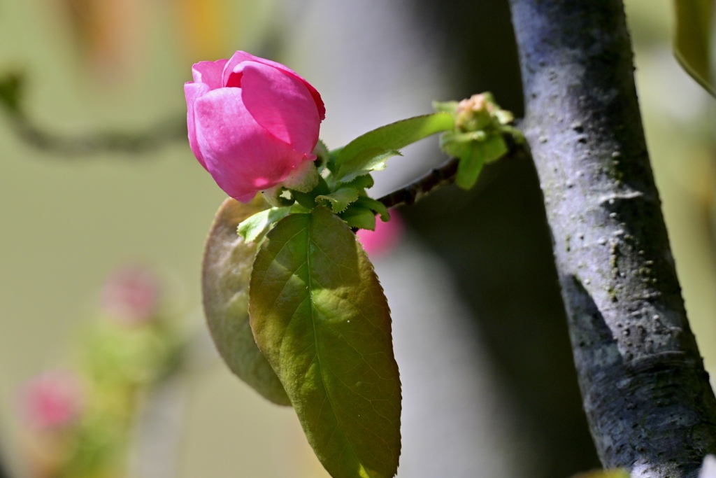 カリンの花咲く頃