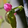 カリンの花咲く頃