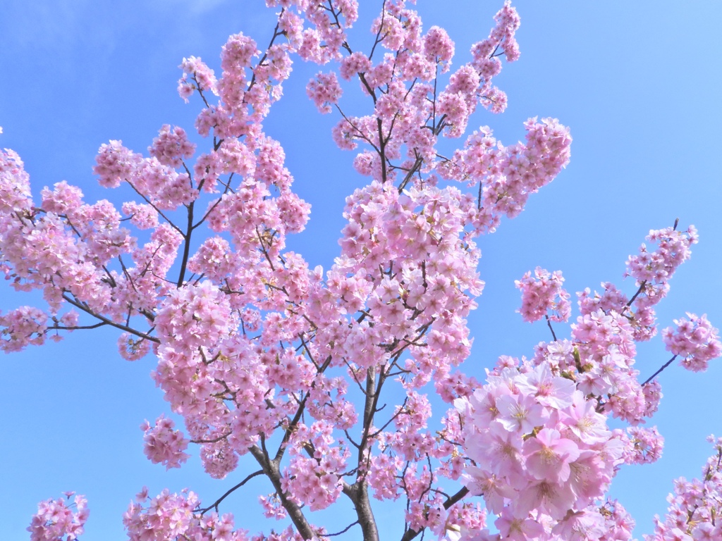 河津桜・春がやって来た〜