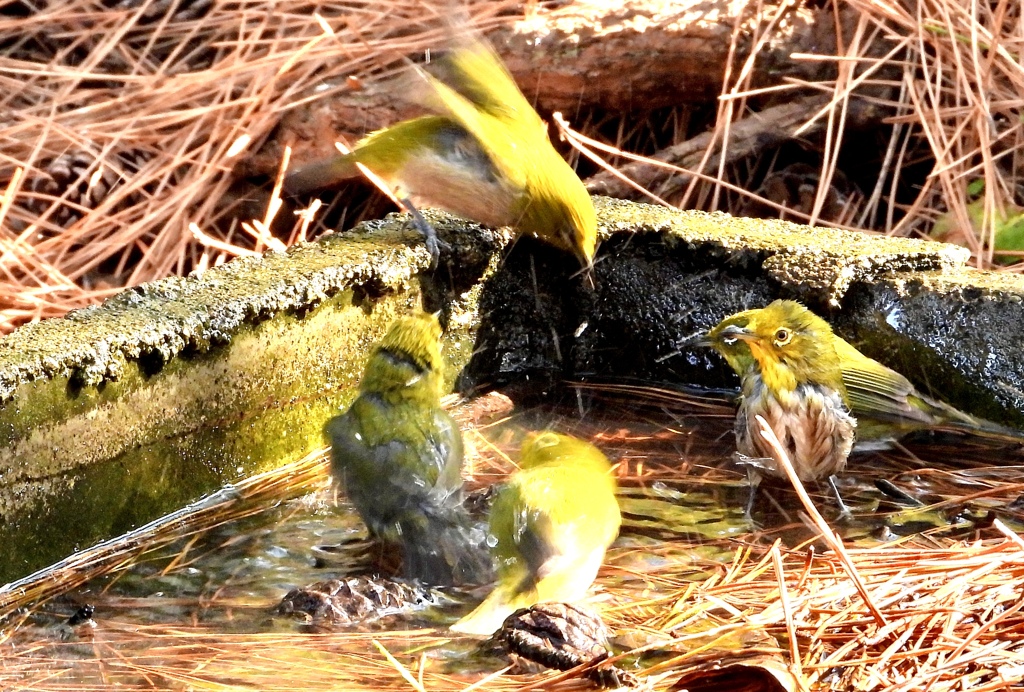 メジロの水遊び