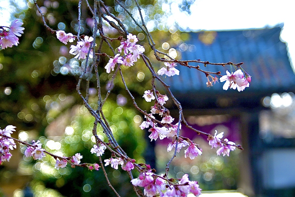 冬の花