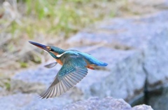 飛び回るカワ嬢