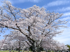青空へ伸びる桜