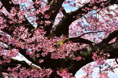 巨木の桜