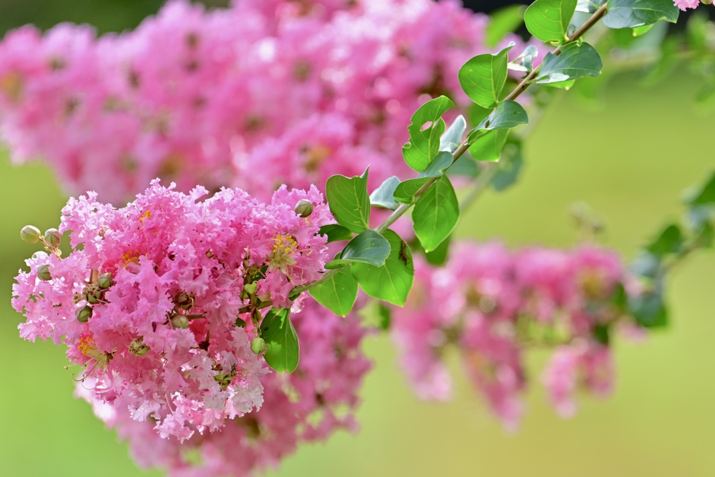 萌え萌えの花