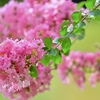 萌え萌えの花