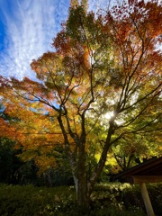 逆光に映える紅葉