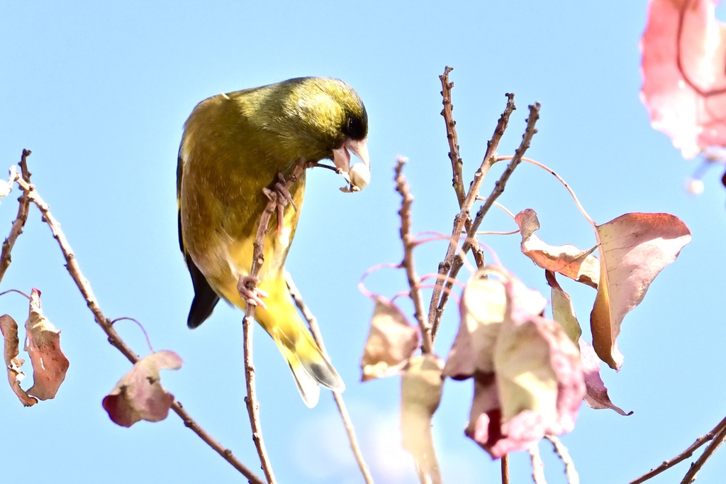 カワラヒワのお食事