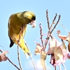カワラヒワのお食事