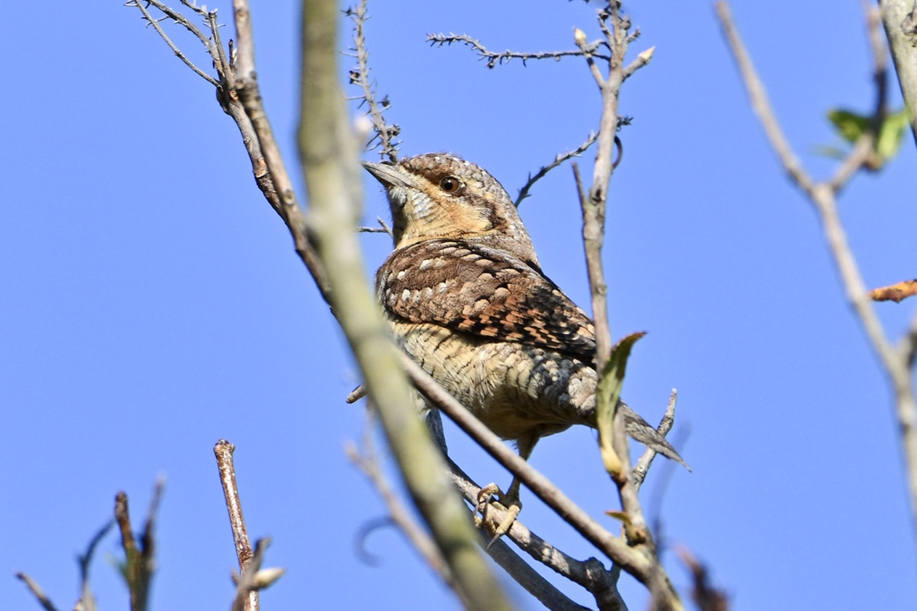久々のアリスイ