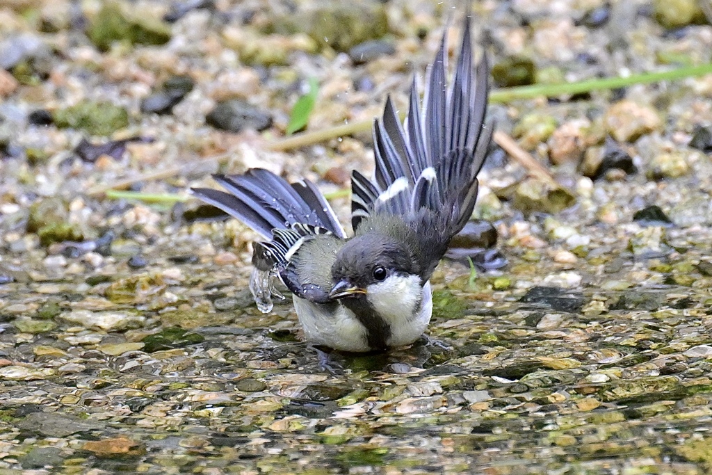 幼鳥の初水遊び