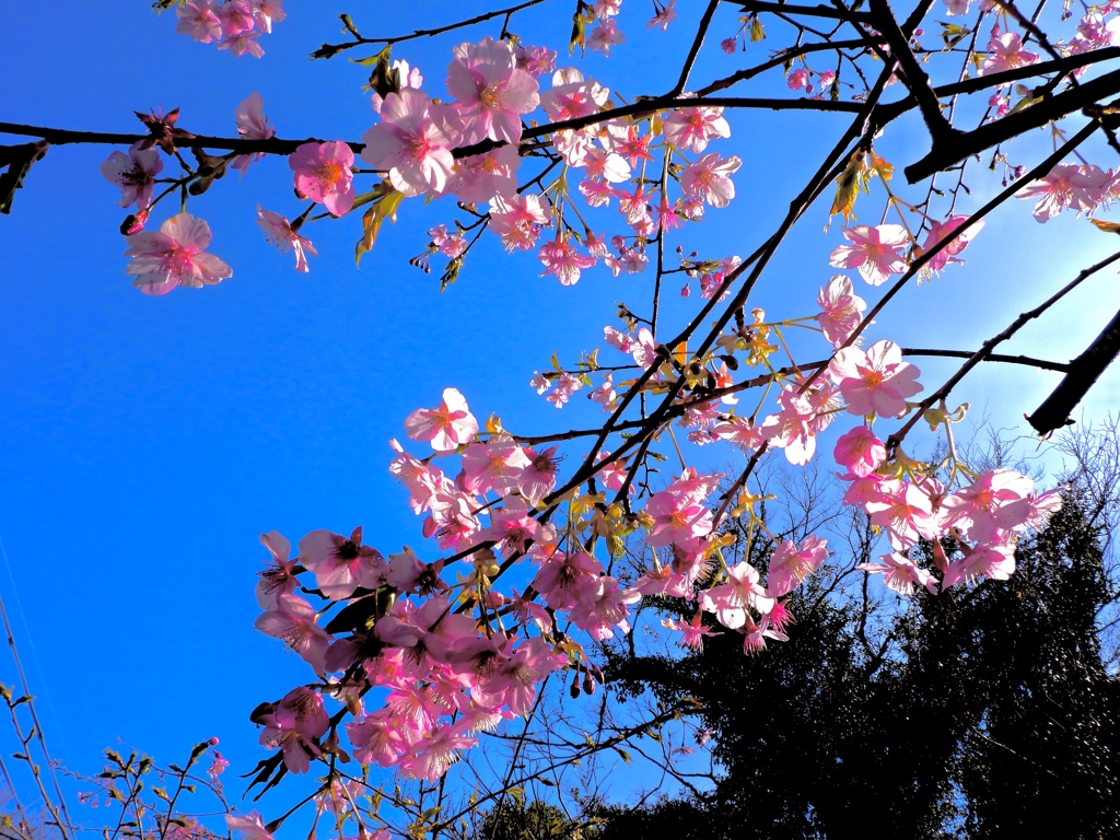 桜見つけた〜