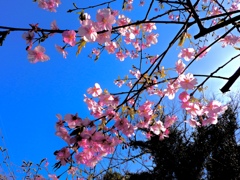 桜見つけた〜