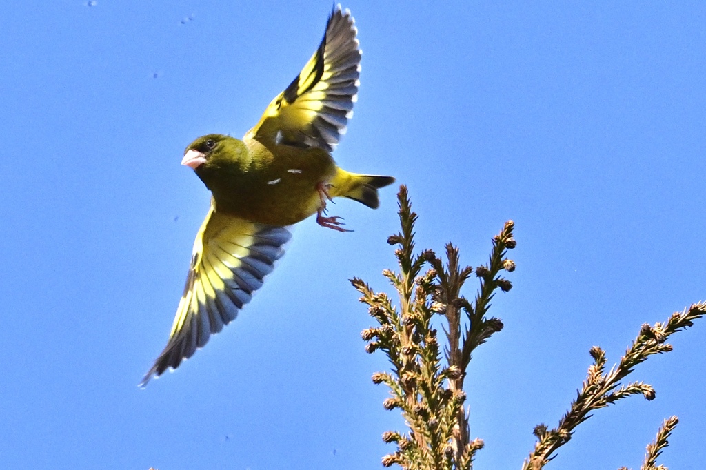 青空を飛ぶカワラヒワ