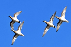 トモエガモの飛翔