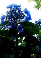 紫陽花
