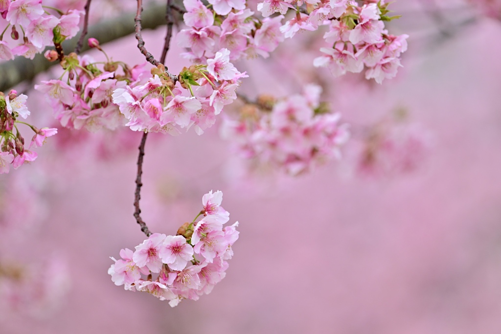 萌え萌えの花＾＾