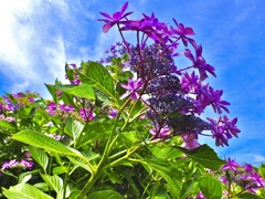 空に向かって咲く紫陽花