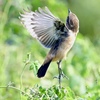 飛びま〜す！