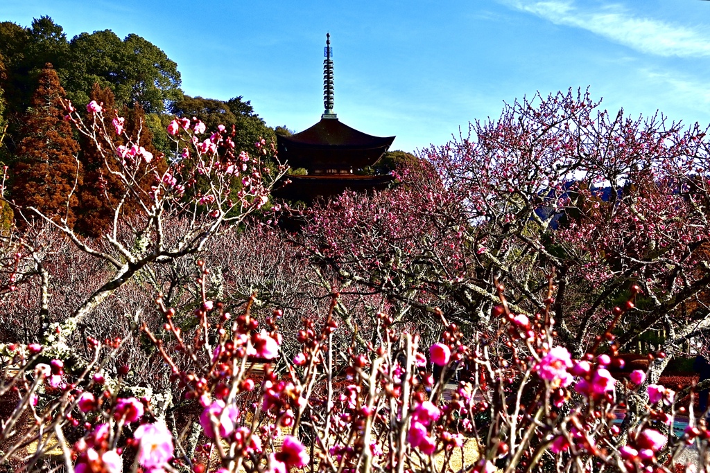 紅梅に埋もれる五重塔