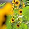 梅雨最中に咲く畑の太陽！