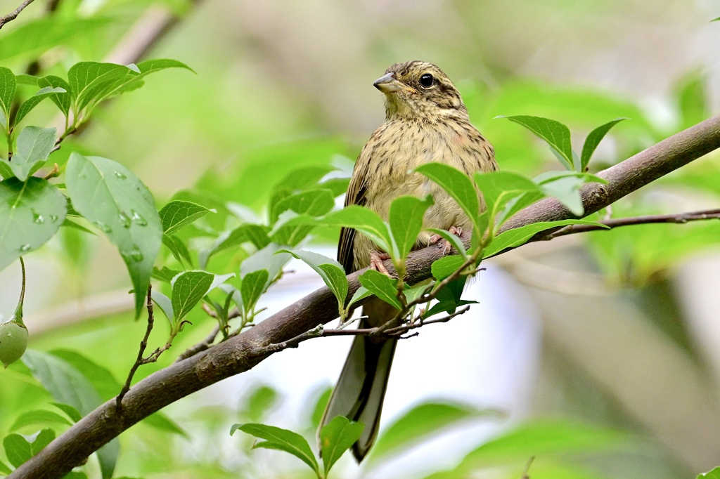 気品ある野鳥さん‼︎