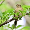 気品ある野鳥さん‼︎