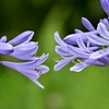 道端に咲く花