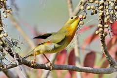 ソウシチョウ現る