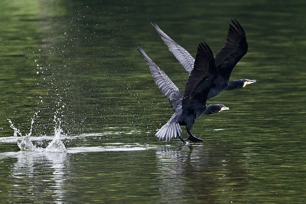 シンクロで飛ぶカワウ