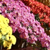 見事な懸崖菊