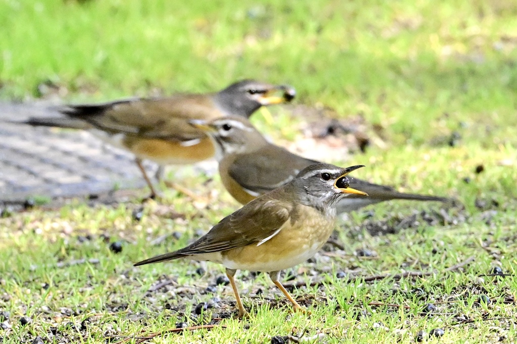 マミチャジナイのお食事