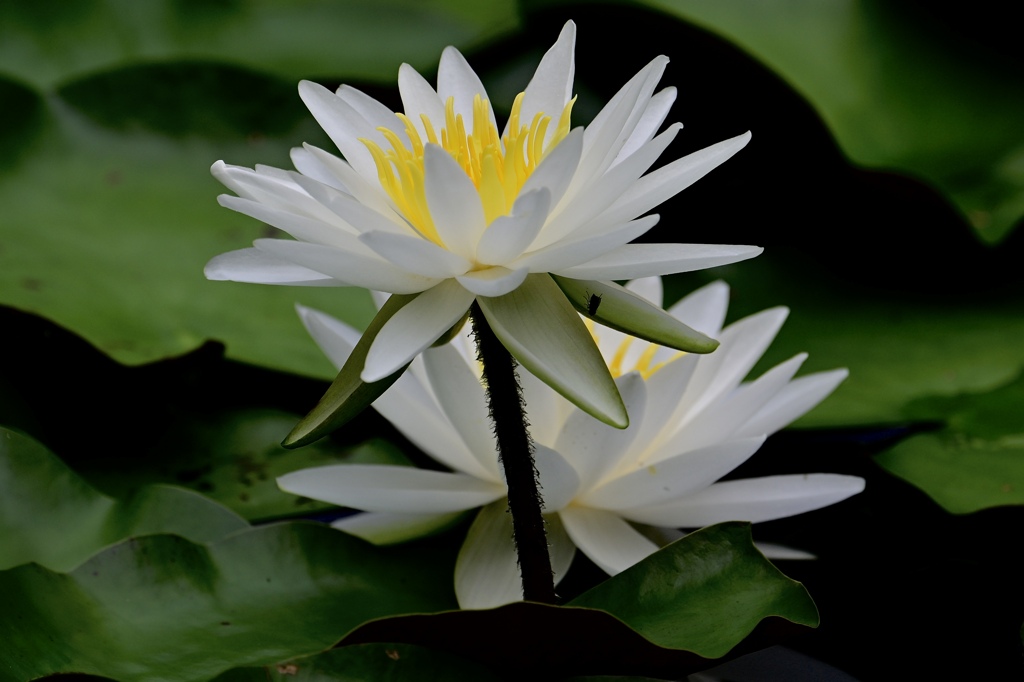 池に咲く花