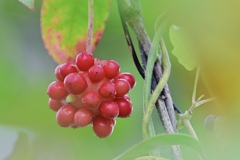 美味しそうですが＾＾