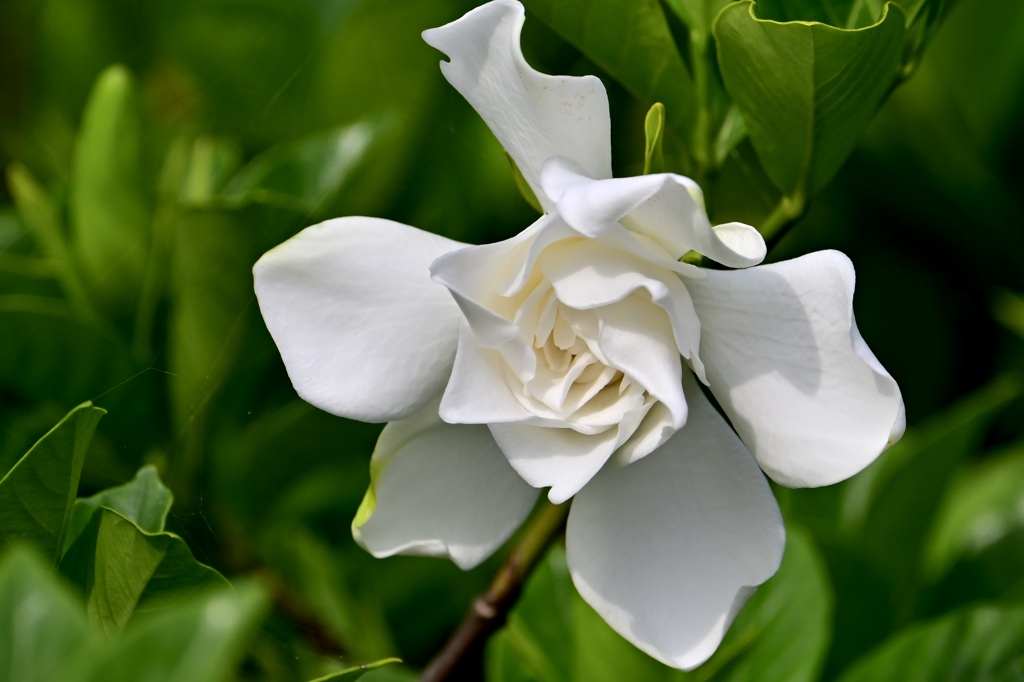 クチナシの花