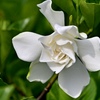 クチナシの花
