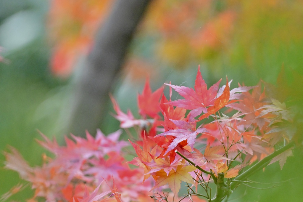 残り紅葉
