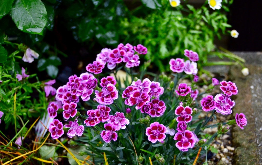 庭先に咲く花