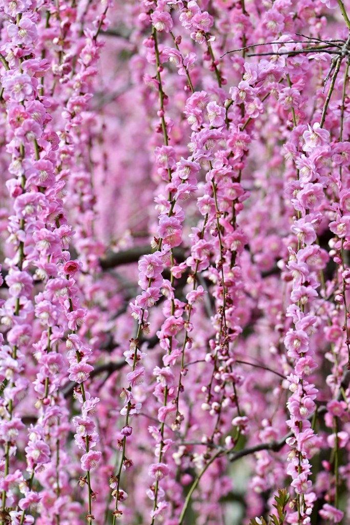 花のシャワー