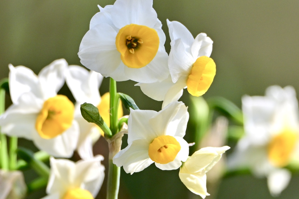 スイセン咲く頃