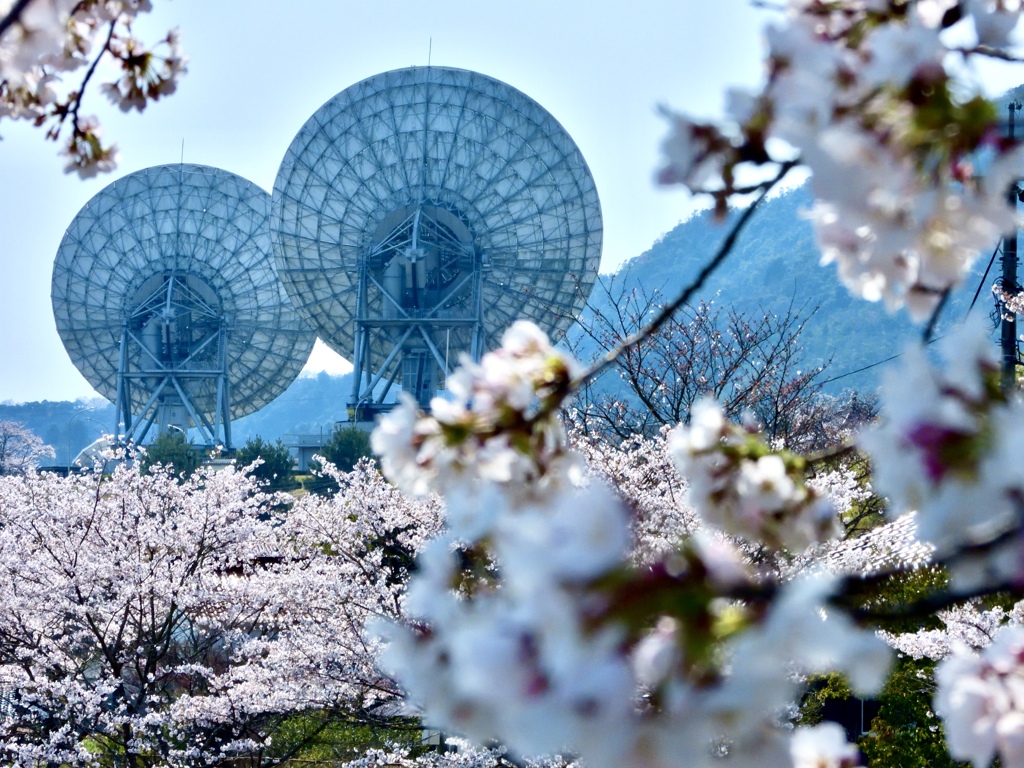 桜と巨大パラボナ