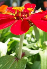 深紅のお花