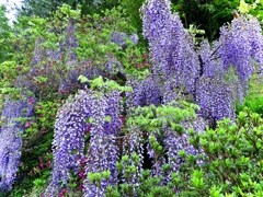 里山に咲く藤の花