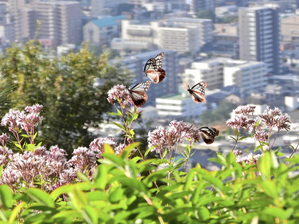 山中に遊ぶ蝶