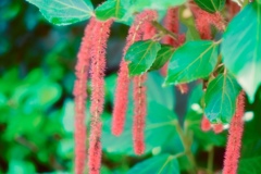 フワフワな花