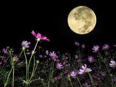 満月と花畑