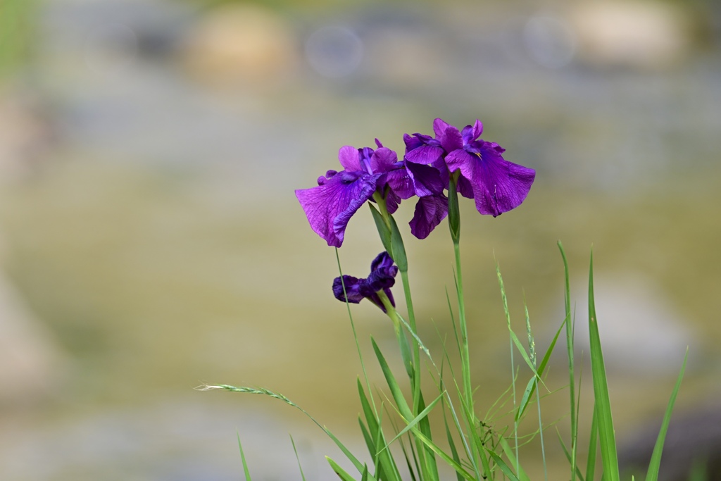 川辺に咲く花菖蒲