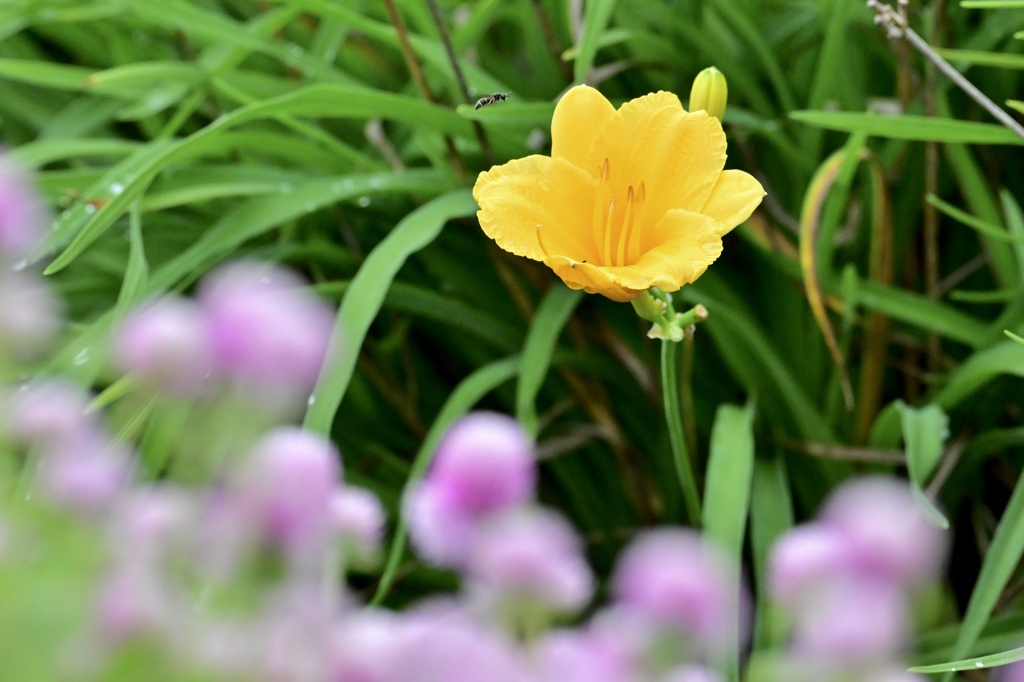 アイドル歌う！！